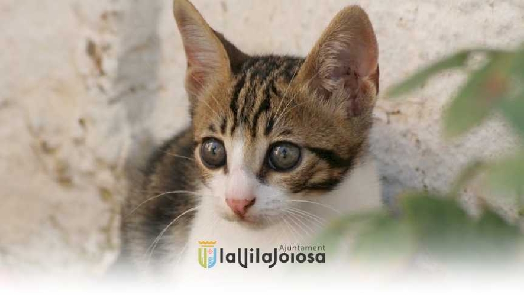 La Regidoria de Medi Ambient i Benestar Animal rep fons per a control de plagues i esterilització de gats